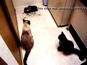 Busty Cats Porn - Watch Hot Busty Aunt Groped while trying to feed cats - Grope-Cam.com -  Aunt, Cats, Busty, Nephew, Groping, Big Boobs Porn - SpankBang