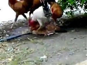 Man And Hen Fuk - Chicken Anal Sex | Sex Pictures Pass